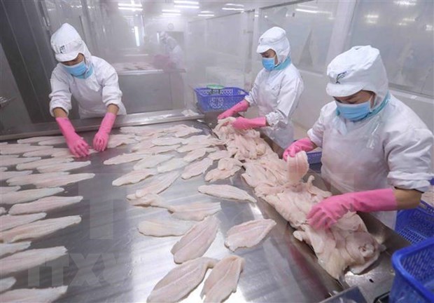 Reportan amplio crecimiento en la exportacion de pescado Tra de Vietnam al Sudeste Asiatico hinh anh 1