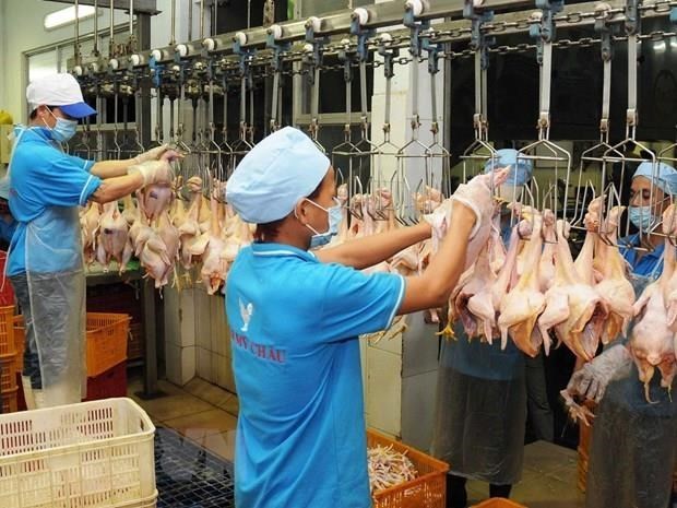 Proyecta filial de empresa tailandesa exportar productos avicolas vietnamitas en 2020 hinh anh 1
