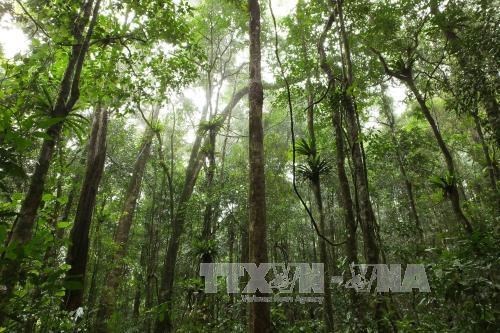 Vietnam trabaja por el desarrollo forestal sostenible en la region central hinh anh 1