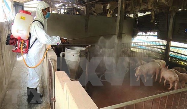 Alertan en Vietnam sobre expansion de la peste porcina africana a 46 provincias y ciudades del pais hinh anh 1