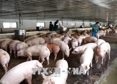 Continua en Vietnam expansion de la peste porcina africana hinh anh 1