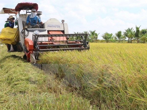 Disminuye Vietnam sus exportaciones de arroz hinh anh 1