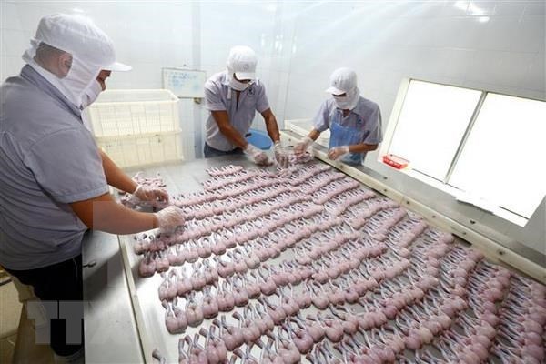 Reducen exportaciones de productos acuaticos de Vietnam hinh anh 1