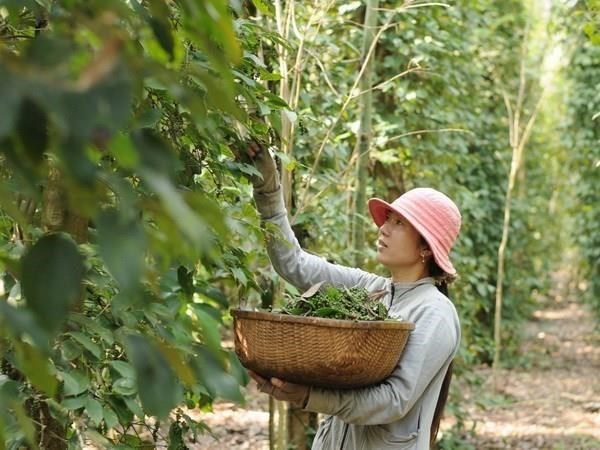 Busca Vietnam medidas para impulsar la industria de la pimienta hinh anh 1