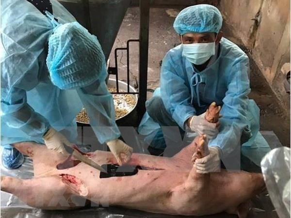 Detectan peste porcina africana en provincia vietnamita de Ba Ria-Vung Tau hinh anh 1