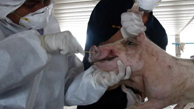 Detectan por primera vez en Laos peste porcina africana hinh anh 1