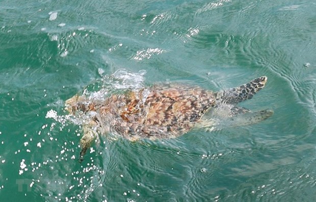Rescatan rara tortuga marina en provincia vietnamita de Ba Ria - Vung Tau hinh anh 1