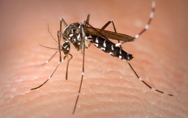 Advierten en Singapur sobre extension del dengue en estacion seca hinh anh 1