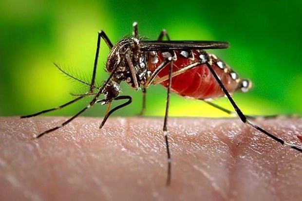 Reportan en Laos la muerte de 34 personas como consecuencia del dengue hinh anh 1