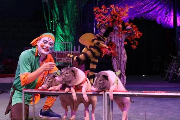 Desarrollan en Vietnam circo con animales domesticos hinh anh 1