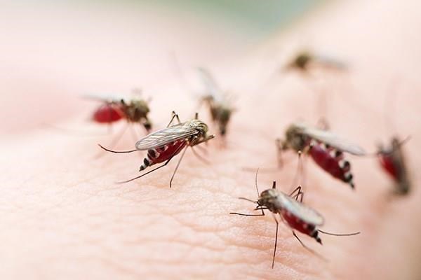 Aumentan en Filipinas casos de dengue hinh anh 1