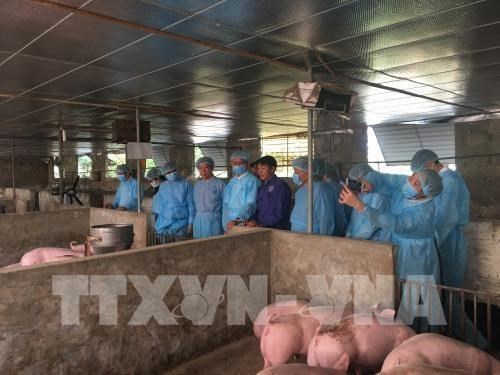 Dispuesta Alemania a compartir experiencias con Hanoi sobre lucha contra peste porcina africana hinh anh 1