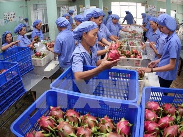 Registra Vietnam superavit de mas de seis mil millones de dolares en sector agro-silvi-acuicola hinh anh 1