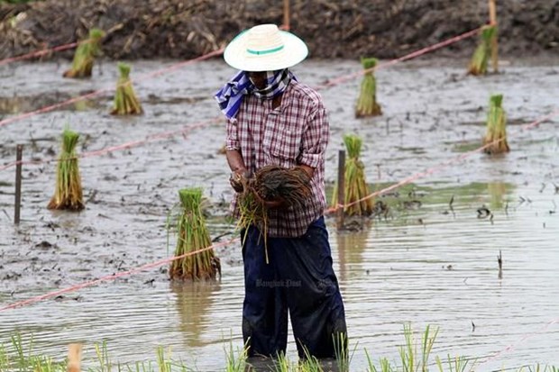 Aplicara Tailandia paquetes de estimulo economico para agricultores hinh anh 1