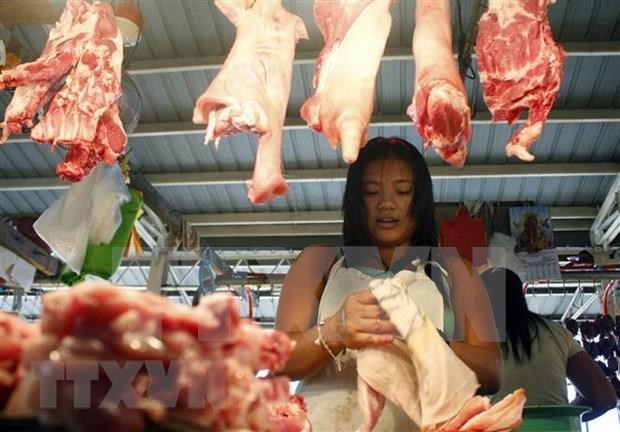 Sacrifican en Filipinas miles de cerdos por epidemia de Peste Porcina Africana hinh anh 1