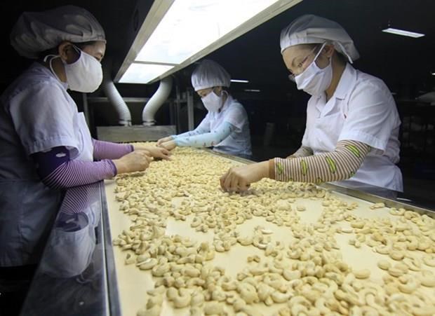Exporta Vietnam 287 mil toneladas de anacardo en ocho meses hinh anh 1