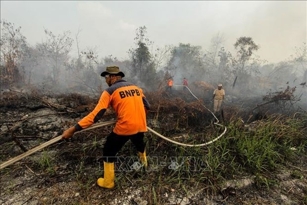 Mas de 39 mil personas afectadas por humo en Indonesia hinh anh 1