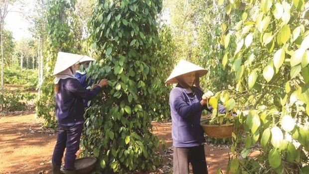 Registran las exportaciones de pimienta vietnamita a Europa resultados positivos hinh anh 1