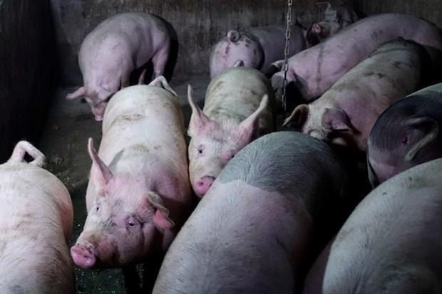 Sacrifican en Tailandia cientos de cerdos para prevenir expansion de peste porcina africana hinh anh 1