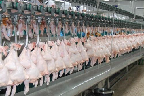 Registra Tailandia significativo aumento de sus ventas de pollo a China hinh anh 1