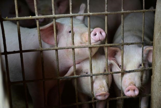 Declaran 24 provincias de Tailandia estado de alerta por peste porcina africana hinh anh 1