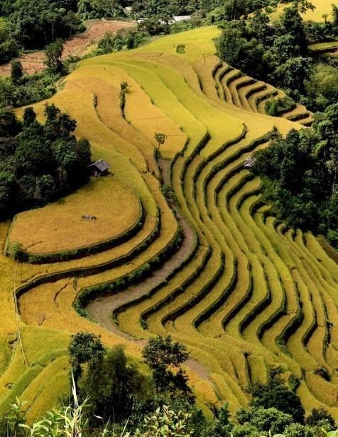 Temporada dorada en arrozales de provincia vietnamita de Yen Bai hinh anh 1