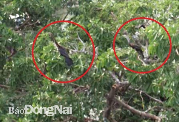Descubren en provincia vietnamita de Dong Nai valiosa especie de ave hinh anh 1