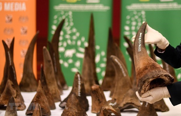 Entrega Vietnam cuernos de rinoceronte decomisados a Sudafrica hinh anh 1