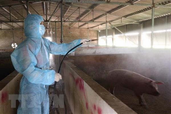 Sacrifica Vietnam millones de cerdos por epidemia de peste porcina africana hinh anh 1