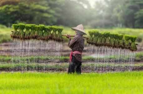 Preven grandes inversiones estadounidense en agricultura de Camboya hinh anh 1