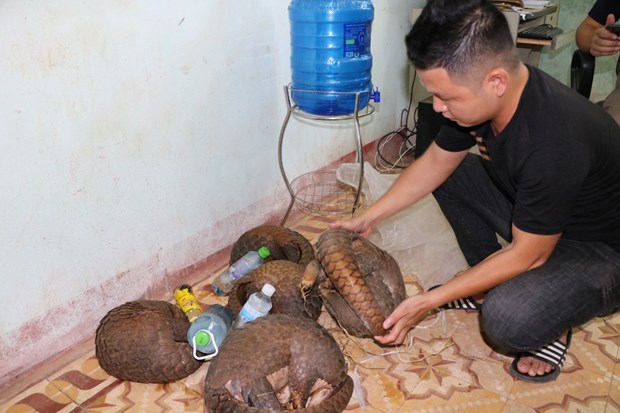 Rescatan en provincia vietnamita animales en peligro de extincion hinh anh 1