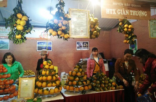 Inauguran en Hanoi Semana de naranja de provincia vietnamita de Ha Giang hinh anh 1