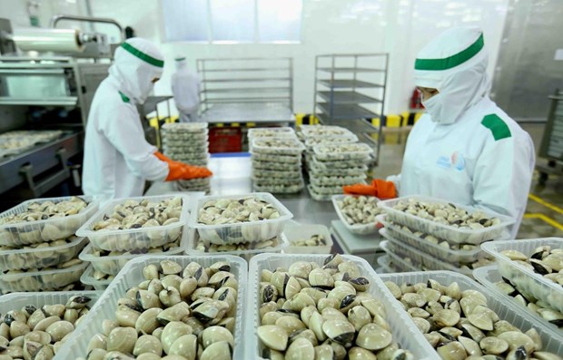 Experimenta Vietnam fuerte crecimiento en sus exportaciones de moluscos bivalvos a la Union Europea hinh anh 1