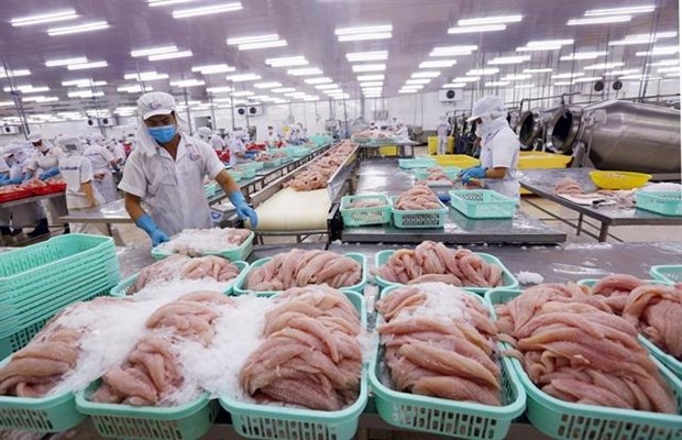 Alcanzaran exportaciones de pescado Tra de Vietnam 2,3 mil millones de dolares hinh anh 1