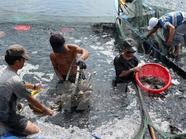 Alcanza sector acuicola de Vietnam logros alentadores en 2019 hinh anh 1