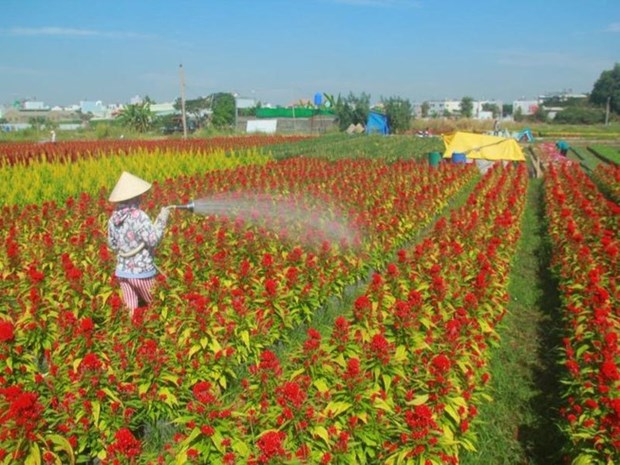 Ocupadas aldeas de flores de Ciudad Ho Chi Minh para satisfacer demanda del Tet hinh anh 1