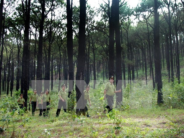 Une Vietnam a la red internacional de gestion forestal sostenible hinh anh 1