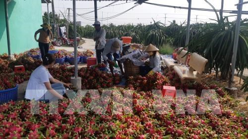 Adopta sector agricola de Vietnam medidas preventivas ante expansion del nCoV hinh anh 1