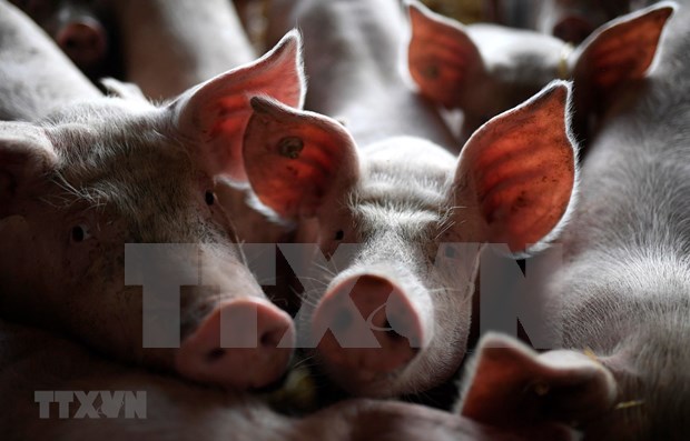 Indonesia: Mueren cientos de cerdos en Bali por una enfermedad misteriosa hinh anh 1