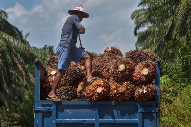 Aumento del consumo interno de Indonesia puede afectar oferta global de aceite de palma hinh anh 1