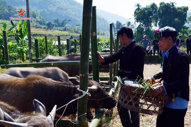 Rito dedicado al bufalo, tradicion de la etnia Lu en Vietnam hinh anh 1