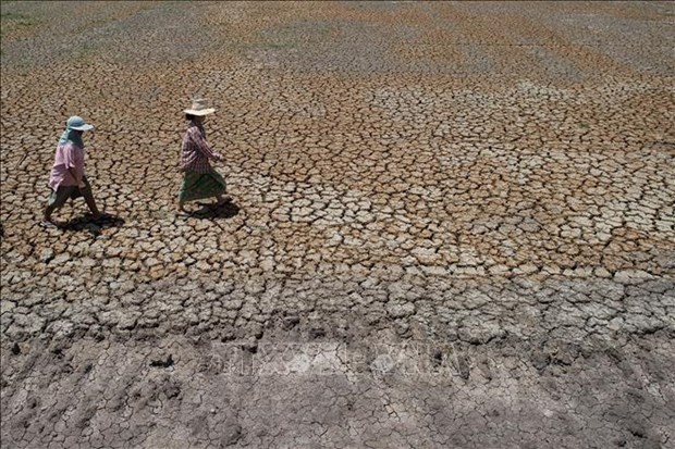 Provee Gobierno de Tailandia ayuda millonaria a agricultores afectados por la sequia hinh anh 1
