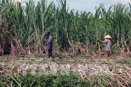 Primer ministro de Vietnam exige eliminar barreras para el desarrollo del sector azucarero hinh anh 1