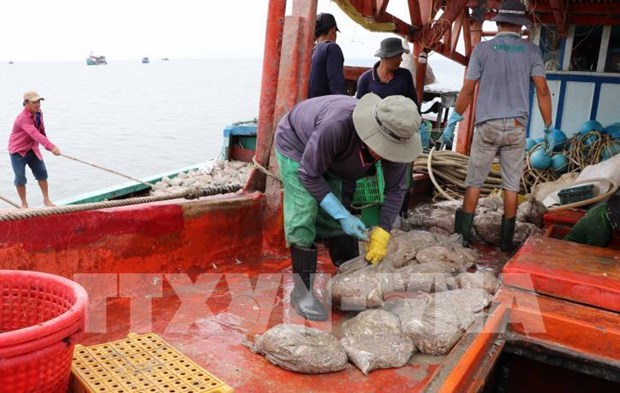Provincia vietnamita se incorpora al combate contra pesca ilegal hinh anh 1