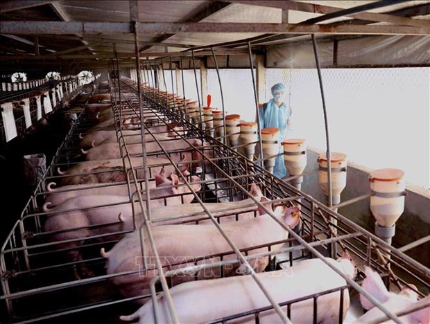 Reduciran en Vietnam precio de carne de cerdo hinh anh 1