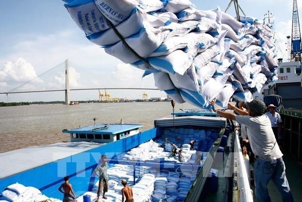 Reanuda Vietnam exportacion arrocera mientras garantiza seguridad alimentaria hinh anh 1