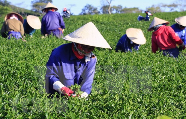 Disminuyen exportaciones de te de Vietnam en primer trimestre hinh anh 1