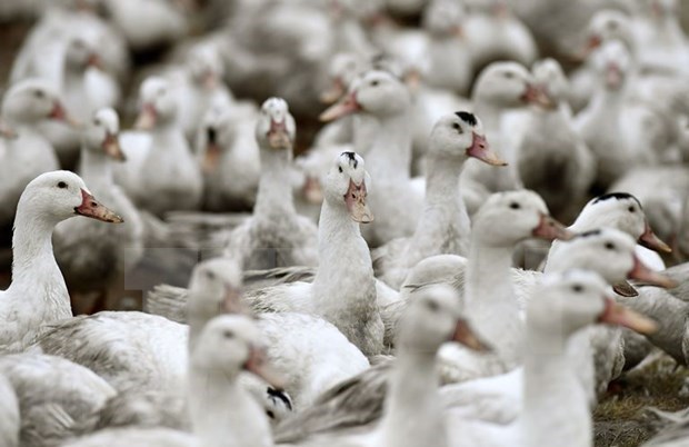 Filipinas suspende importaciones avicolas de Estados Unidos debido a gripe aviar hinh anh 1