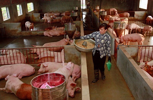 Vietnam por recuperar desarrollo de la ganaderia porcina hinh anh 1