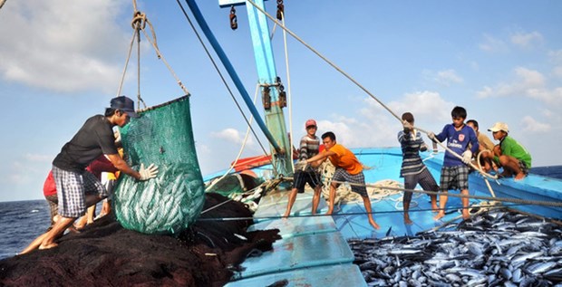 Vietnam busca levantamiento de “tarjeta amarilla” de la UE al sector pesquero hinh anh 1